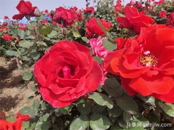月季、玫瑰、蔷薇分别是什么？如何区别？