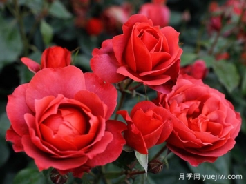 21朵玫瑰：不只是浪漫，还藏着这些深意