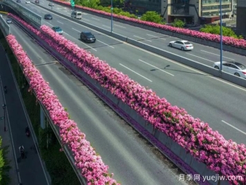 杭州高架月季初开，2024年又到走花路时间