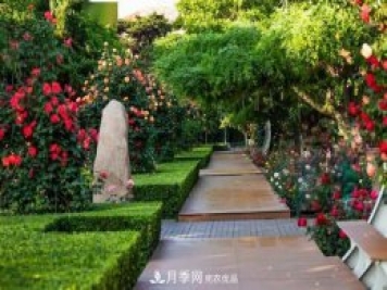 秦皇岛适合养月季花，市花和市树是什么