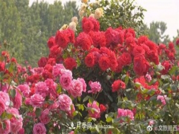 肥西县三河镇百亩树状月季园：花开正艳，产业增收