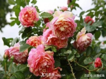 河南省各市市花，洛阳牡丹最出名，月季最受欢迎