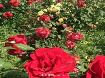 山西运城农民柳庚申建当地精品月季园，种植300多个月季花品种
