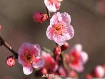 淮北市的市花是什么？月季花的花语寓意