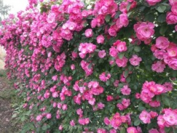 推荐3种爬藤月季，花园里轻松打造漂亮花墙